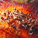 zebra crab on fire urchin