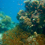 komodo diving sites, best diving sites in komodo, dive sites in the north central komodo national park,komodo dive sites
