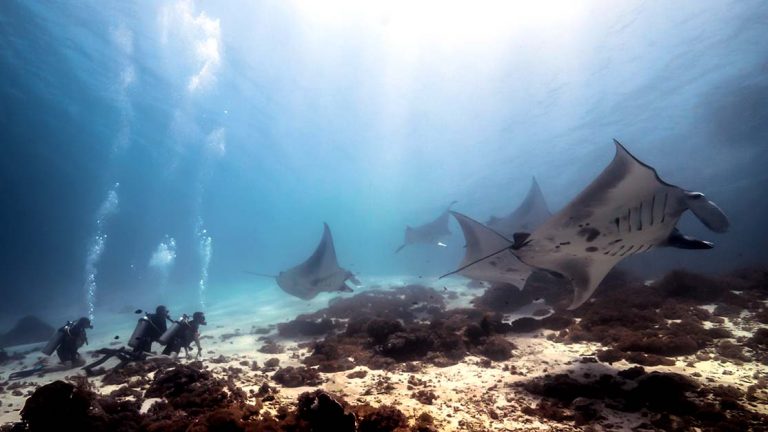 How to Dive with Manta Rays