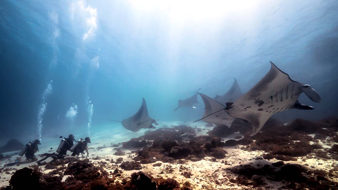 diving with manta rays in komodo